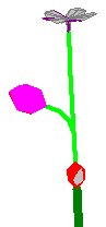 gif/growth_onefruit.gif